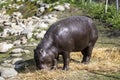 Baby hippo eating grass. Baby hippopotamus in the summer