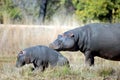 Baby Hippo and Mother Royalty Free Stock Photo