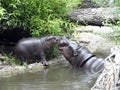 Baby Hippo with mother Royalty Free Stock Photo