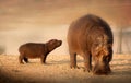 Baby Hippo with mother Royalty Free Stock Photo