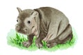 Baby hippo sitting on green grass, watercolor