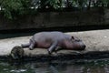 Baby Hippo sleeping at Kopenhagen zoo Royalty Free Stock Photo