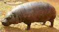 Baby Hippo Royalty Free Stock Photo