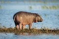 Baby hippo stands on island in river Royalty Free Stock Photo