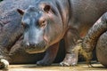 Baby hippopotamus Royalty Free Stock Photo