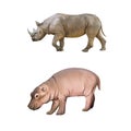 Baby hippopotamus, Big african Rhino isolated on a