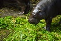 Baby Hippopotamus eating green grass Royalty Free Stock Photo
