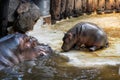 Baby hippopotamus at Karlsruhe Zoo