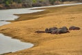 Baby Hippopotamus Sleeping along Luangwa River, South Luangwa National Park, Zambia