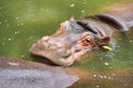 Baby hippopotamus in the water Royalty Free Stock Photo