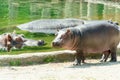 Baby hippopotamus at zoo closeup Royalty Free Stock Photo