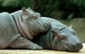 Baby Hippos