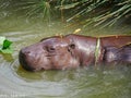 Baby hippotamus in pond Royalty Free Stock Photo