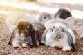 Baby Holland lop rabbit in park
