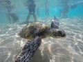 Baby Honu (Turtle)