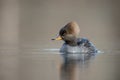 Baby hooded merganser swimming on the water