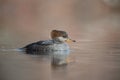 Baby hooded merganser swimming on the water