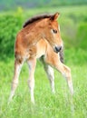 Baby horse. 1 day Royalty Free Stock Photo