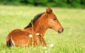 Baby horse. 1 day Royalty Free Stock Photo