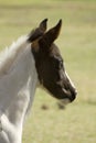 Baby Horse Royalty Free Stock Photo