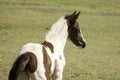 Baby Horse Royalty Free Stock Photo