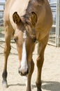 Baby Horse Royalty Free Stock Photo