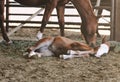 Baby horse being lazy