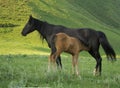 Baby horse colt with mare mom Royalty Free Stock Photo