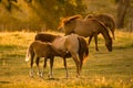 Baby Horse Feeding Royalty Free Stock Photo