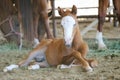 Baby Horse Foal Laying