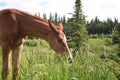 Baby horse in the lunch time