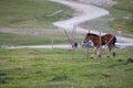 baby horse Royalty Free Stock Photo