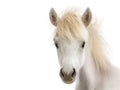 Baby horse portrait. Generative AI illustration Royalty Free Stock Photo