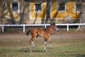 Baby horse running on spring meadow Royalty Free Stock Photo