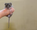 A baby house mouse hanging on to a human thumb.