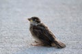 Baby House Sparrow Royalty Free Stock Photo