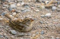 Baby House Sparrow taking a sand bath