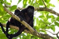 Baby howler monkey Royalty Free Stock Photo