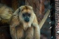 Baby howler monkey sitting in an enclosure at the zoo in Grand Rapids Michigan