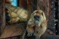 Baby howler monkey sitting in an enclosure at the zoo