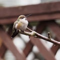 Baby hummingbird in my backyard