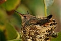 Baby hummingbird nest