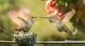 Baby hummingbird open mouth for food from mother Royalty Free Stock Photo