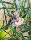 Baby Hummingbird ready to leave the nest
