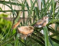 Baby Hummingbird ready to leave the nest