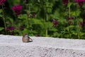 Baby hummingbird. Cute baby hummingbird resting on white stucco wall,