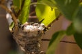 Baby Hummingbird