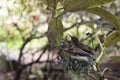 Baby Hummingbirds Nesting