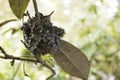 Baby Hummingbirds Nesting