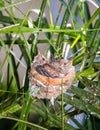 2 Baby Hummingbirds resting in bed